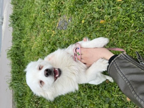 Pomeranian spitz ücretsiz yavruları