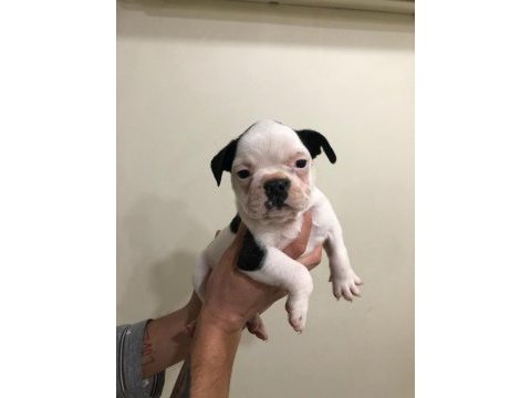 55 günlük french bulldog