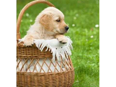 A kalite dişi erkek golden retriever yavrularımız
