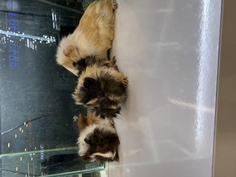 Ginepig yavruları citypetshop