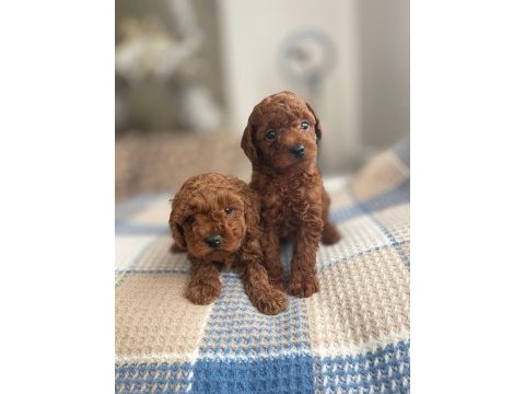 Dark red brown ve red brown poodle yavrular