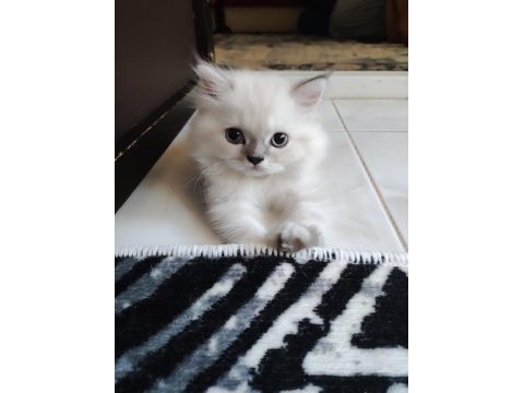 Chinchilla bebekler biz hazırız