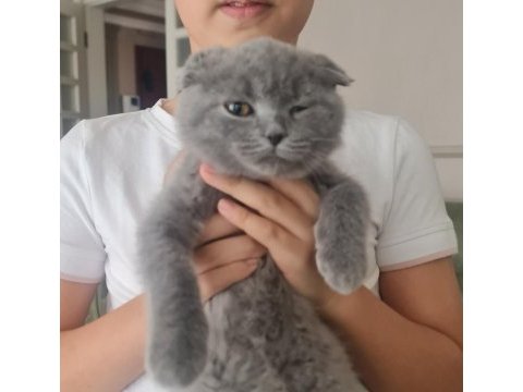 Sağlıklı minik kedimiz uygun bütçeyle sahiplendirilecek