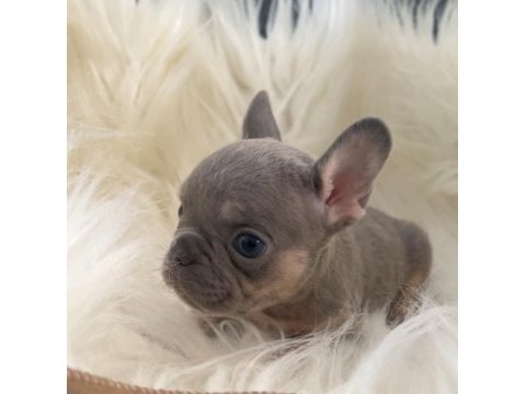 Ev bakımı french bulldog yavrularım