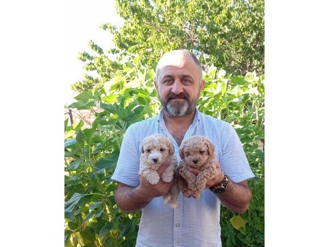 Toy ve mini boy poodle yavrularımız renk renk
