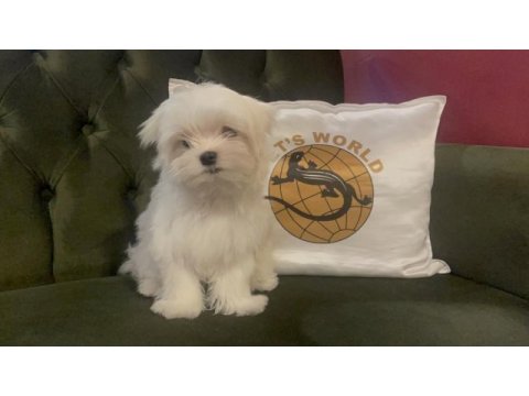 Pets world güvencesiyle gerçek maltese yavrularımız