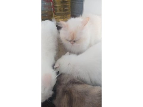 Kediler yeni ailesini arıyor