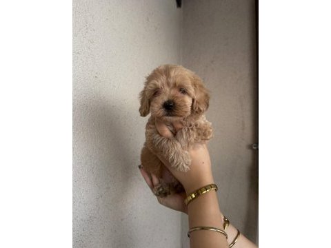 2 aylık dişi maltipoo