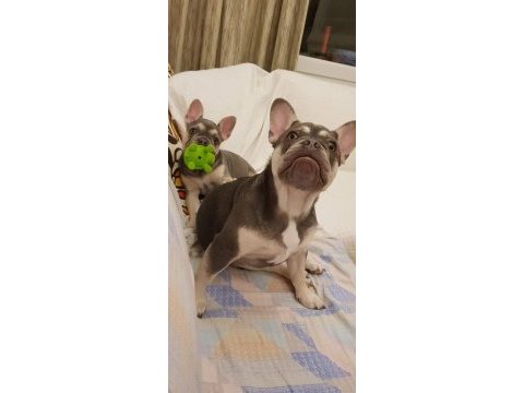 Lilac tan quad french bulldog