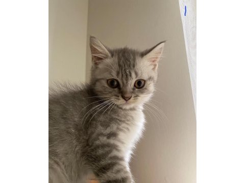 A kalite erkek silver tabby scottish straight yavrumuz yeni