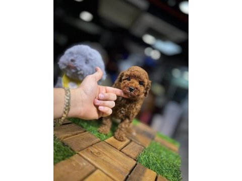 Safkan toy poodle