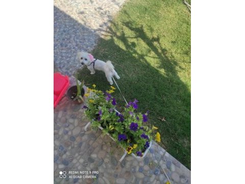 Eğitimli 1 yaşında köpeğimiz
