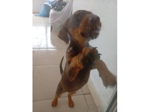 3 aylık kahverengi doberman