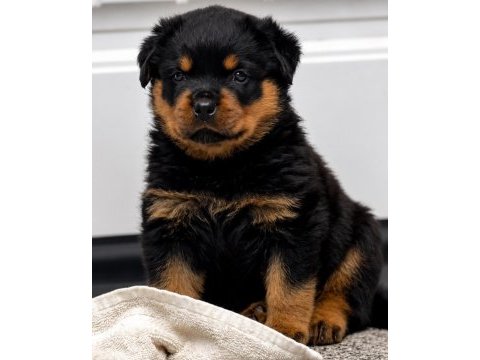 Evinizin neşesi rottweiler yavrular kapıda ödeme