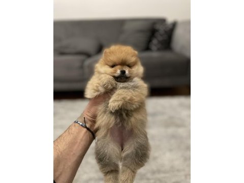 Anne altından orjinal şecereli pomeranian boo yavruları