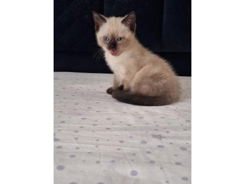 British shorthair yavrularımız