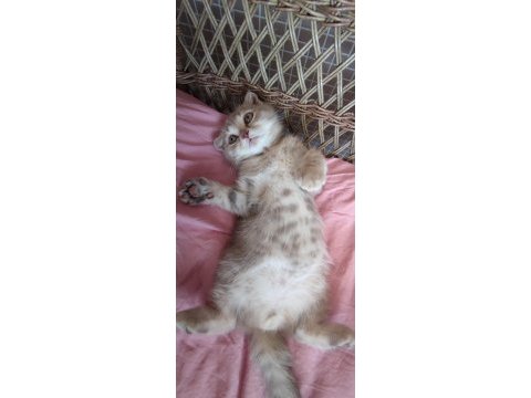 2 aylık scottish fold yavru