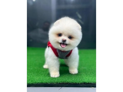 Pomeranian boo yavrumuza yuva arıyoruz