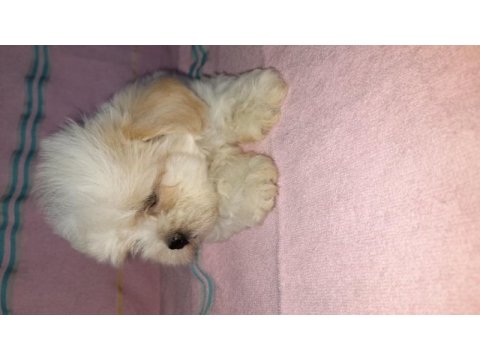 Muazzam güzellikte yakışıklı bir morkie çocuk