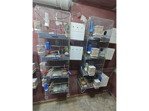 Toplu kümes satış