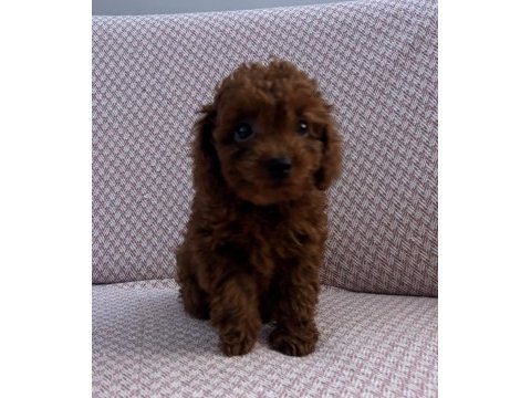Minik kore poodle