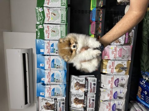 Pomeranian erkek bebeğimiz