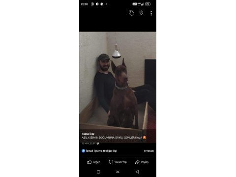 Safkan ırk garantili doberman yavrular