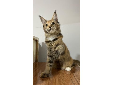 Black tortie isabella maine coon