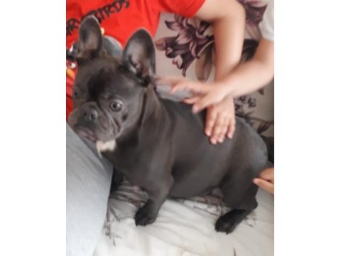 Blue and tan french bulldog