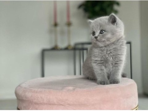 British shorthair kedim