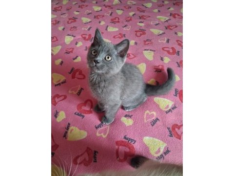 British shorthair yavrularımız