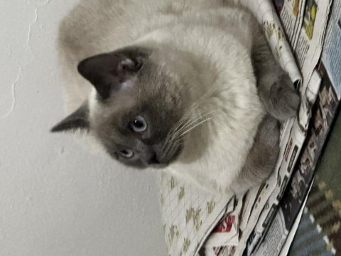 British shorthair kedimi çiftleştirmek istiyorum
