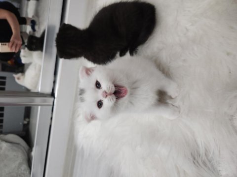 Acil izmir içi scottish fold