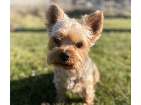 Wc wğitimli full aşılı bakımlı köpeğimiz