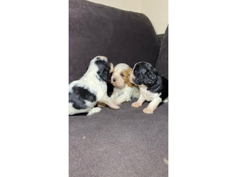 Sahibinden sağlıklı cavalier king charles yavruları