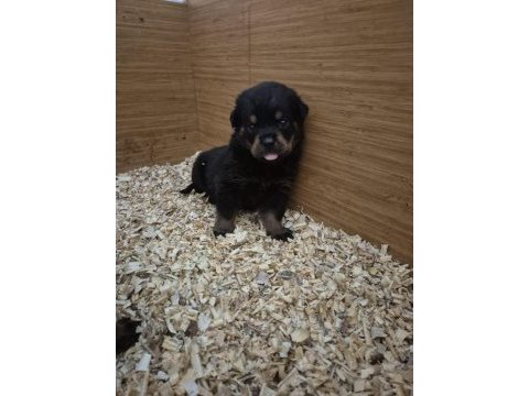 Mükemmel anatomi rottweiler