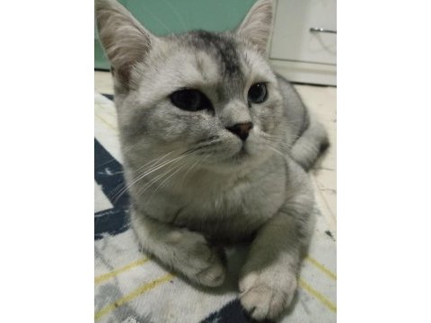 7 aylık british longhair
