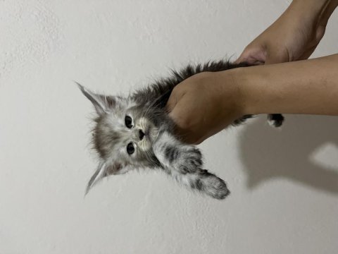 Scr li ve üretim izinli dev main coon bebekler