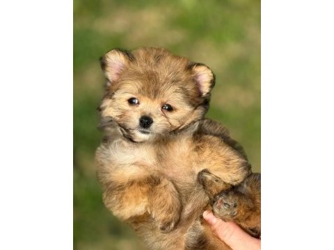 Pomeranian poodle pomapo yavrumuz