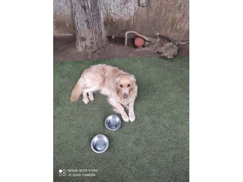 Köpeğimize yeni sahip arıyoruz