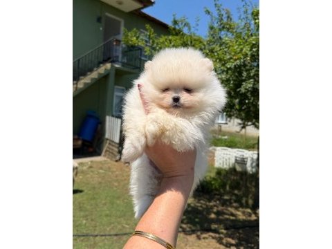 Pomeranian boo dişi ve erkek
