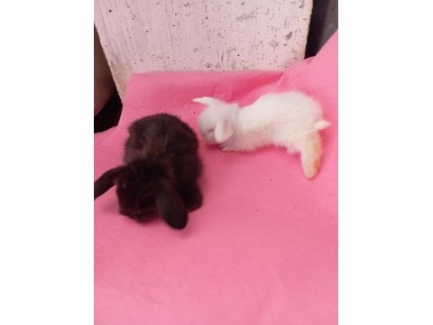 Hollanda teddy lop tavşan yavruları