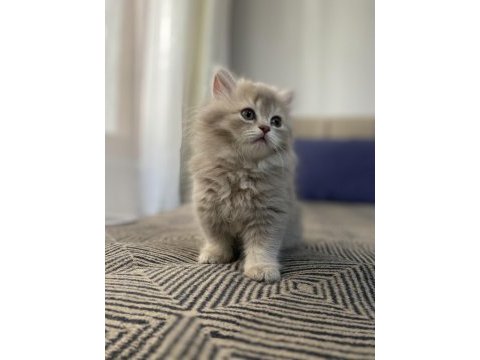 British longhair