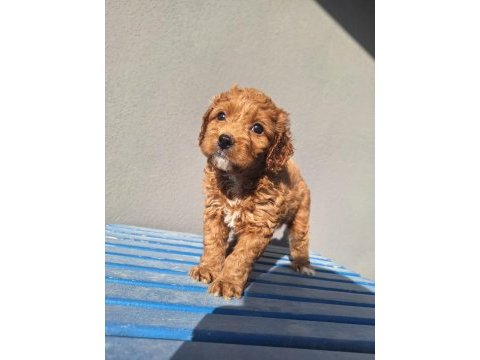 Maltipoo bebeler sevimli hareketli