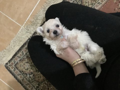 45 günlük maltipoo yavrular