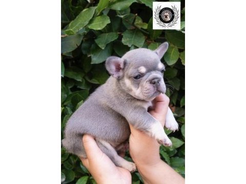 Harika fransız bulldog yavrular sizleri bekliyor