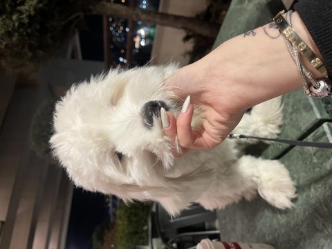 Terrier oğlum