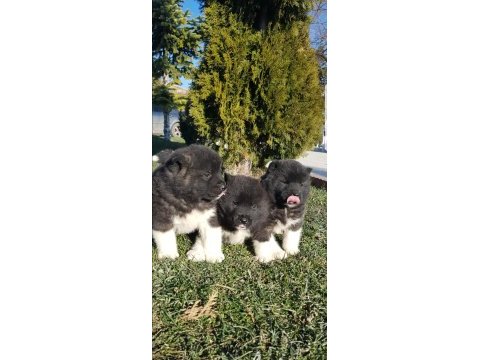 Safkan amerikan akita