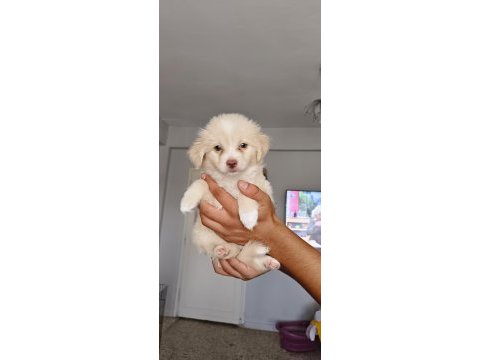 Maltipoo bebişler mavi gözlü