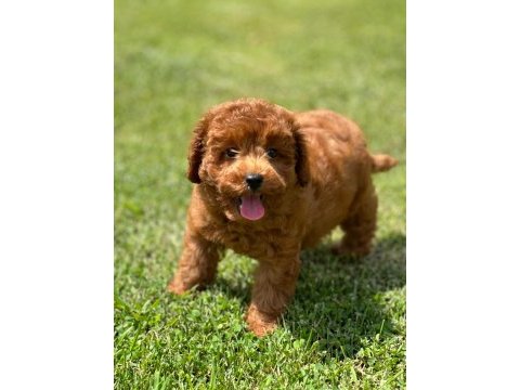 Poodle çiftliğinden red brown toy poodle bebeklerimiz